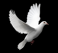 Solidarity with the Victims and for Peace-SOVIP